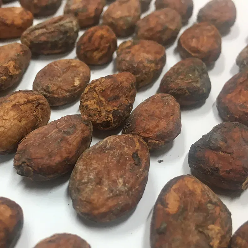 Porcelana Cocoa