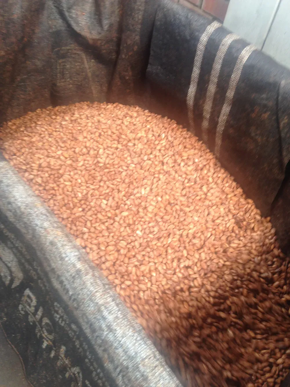 fermentation protocol