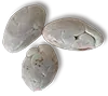 criollo seed